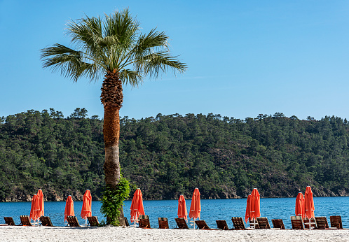 In summer, wooden sun loungers and orange color sun umbrellas lined up under palm tree on the beach by the sea in Fethiye, Turkey.