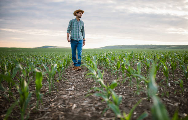 istock Young farmer walking in his corn filed. 1401934990
