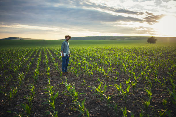istock Farmer standing in his corn fields with digital tablet in his hands. 1401934998