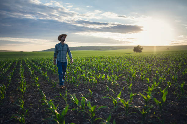 istock Confident young farmer is walking in his corn agriculture fields during sunset, success growth field. 1401935023