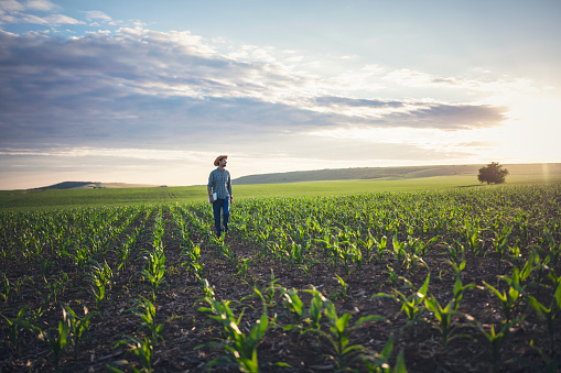 Farmer standing in his corn fields with digital tablet in his hands.