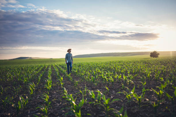 Working in the corn agriculture fields. Farmer standing in his corn fields with digital tablet in his hands. agriculture stock pictures, royalty-free photos & images