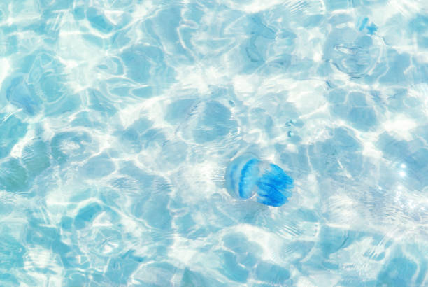 Soft selective focus on the Great Blue Jellyfish floats in clear clear blue-turquoise seawater and is a danger to recreation. Sunlight passes through water, light and shadow