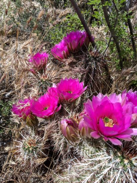 istock Flowering cactus with pink blooms 1401936150