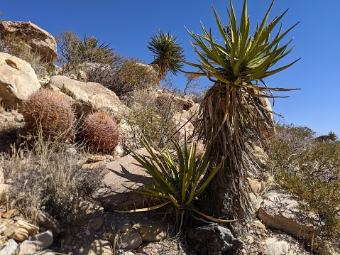 Plant life of Red Rock Canyon, Las Vegas, nevada