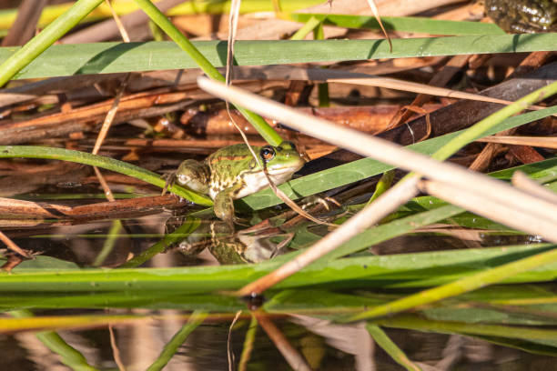 istock green frog on the surface of a pond 1401936662