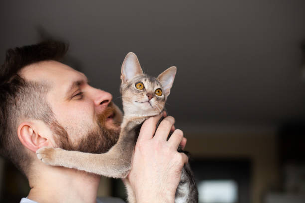 Close up of bearded man holding his grey cat at home. stock photo