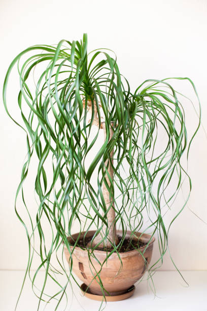 Beaucarnea recurvata or Nolina in a brown pot on a light grey background. stock photo