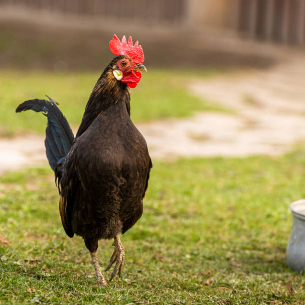 istock A cock grazing on green backyard grass 1401938527