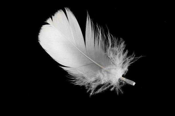 istock white feather of a goose on a black background 1401938559