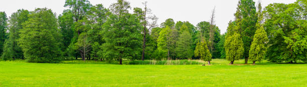 istock green forest on a beautiful sunny day 1401939018