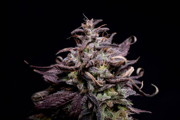 Purple cannabis stock photo