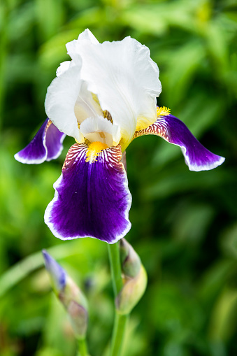 Single purple and white iris flower, growing in an English Garden. the photograph has defocussed background, with the iris flower in the foreground.