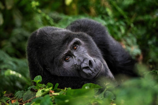 A large silverback mountain gorilla, gorilla beringei beringei, lies in the undergrowth of the Bwindi Impenetrable forest, Uganda. stock photo