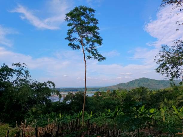 istock Tall teak tree on a beautiful sunny day 1401941350
