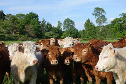 Herd of cattle on pasture  Close-up  Limousin cow and Charolais beef