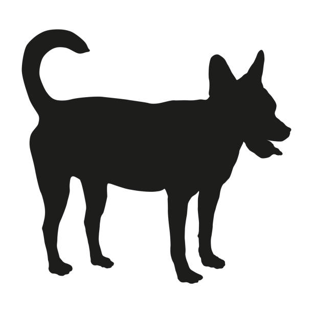 стоящий щенок многокровной собаки. силуэт черной собаки. домашние животные. изолирован на белом фоне. - dog mixed breed dog puppy white background stock illustrations