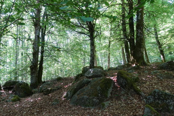 istock Hilly forest dotted with granite boulder  Spring Season  La Creuse France 1401941647
