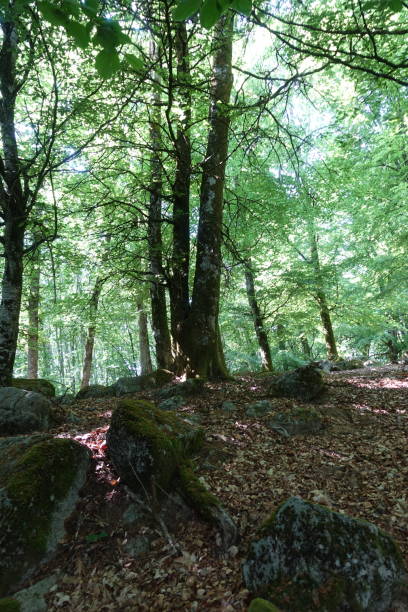 istock Hilly forest dotted with granite boulder  Spring Season  La Creuse France 1401941668