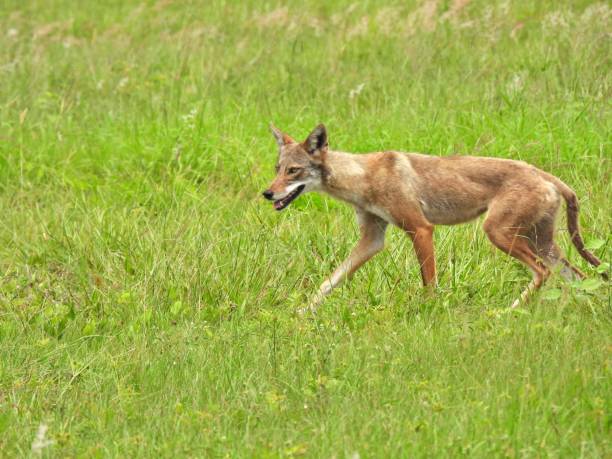 istock Coyote (Canis latrans) - young, walking in the grassy field 1401942543