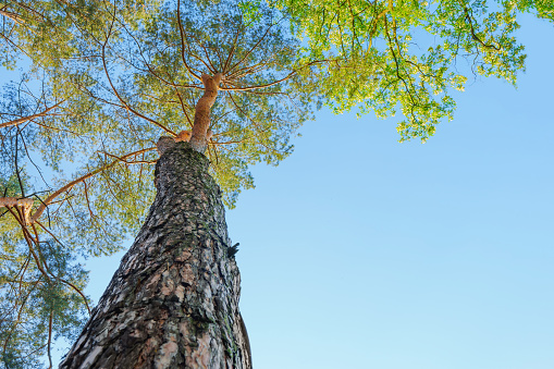 Hight angle view of lush foliage fresh young leaves in springtime with sunlight.