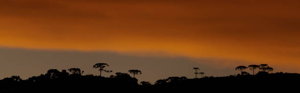 serra catarinense - brasile - pine sunset night sunlight foto e immagini stock