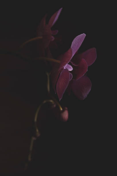 istock Side view of purple moth orchid in shadow. 1401943850