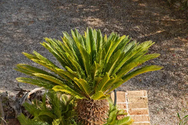 Cycas revoluta sago palm closeup in house garden