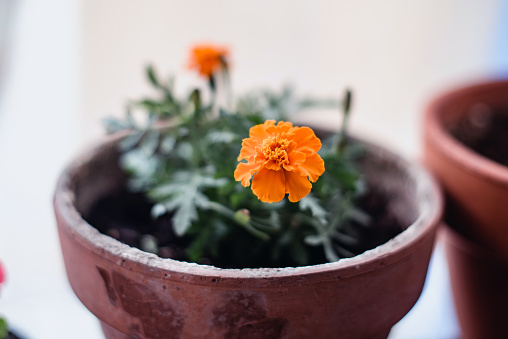 Tagetes Patula plant with orange flowers on a pot, also called Moorish carnation, french marigold or damasquina.