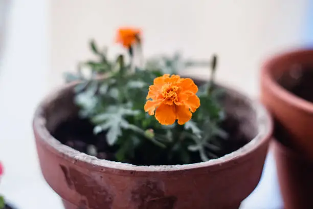 Tagetes Patula plant with orange flowers on a pot, also called Moorish carnation, french marigold or damasquina.