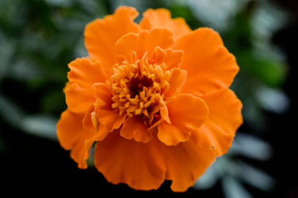 détail d’une fleur d’oranger d’une plante tagetes patula - corolle photos et images de collection