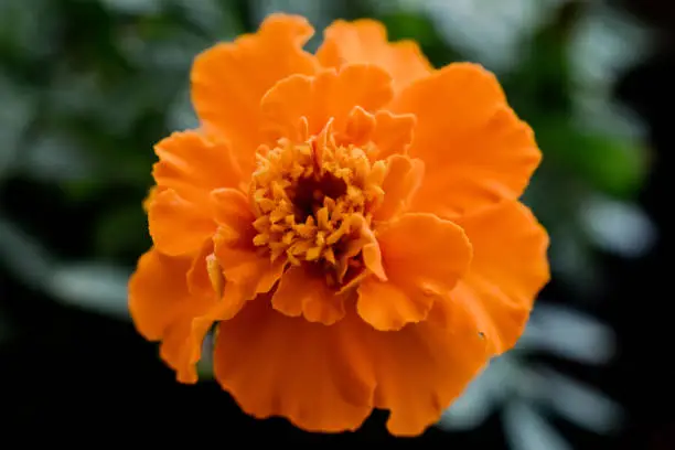 Macro photography of an orange flower of a Tagetes Patula plant, also called Moorish carnation or damasquina