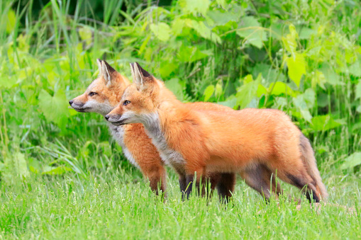Young red foxes playing in the grass with green foreground and background