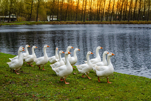 White geese on green grass on the shore of a pond with an orange beak and blue eyes