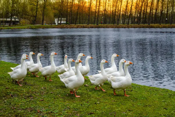 Photo of White geese on green grass on the shore of a pond with an orange beak and blue eyes