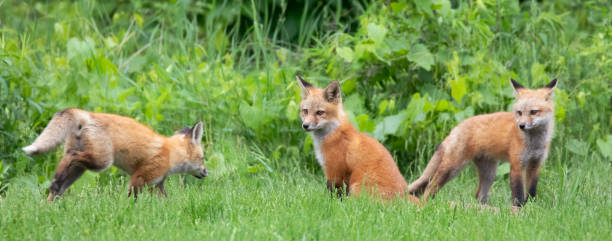 istock Young red foxes playing in the grass with green foreground and background 1401944598