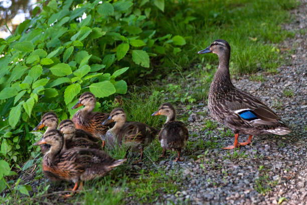 istock Female Mallard and Ducklings 1401944608