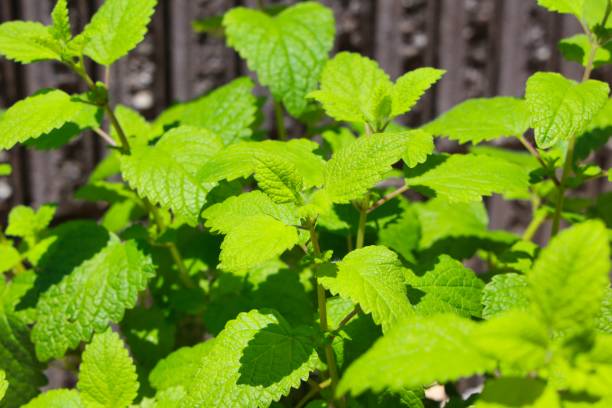 istock Lemon balm leaves with bright green 1401945166