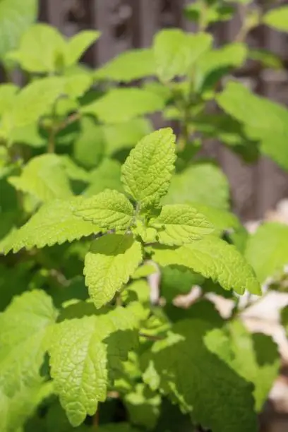 Lemon balm leaves with bright green