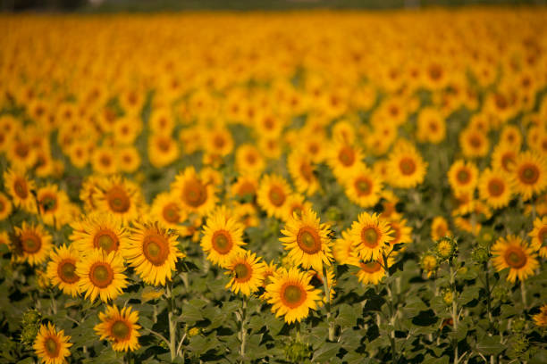 istock Fields of sunflowers. Italy 1401945819