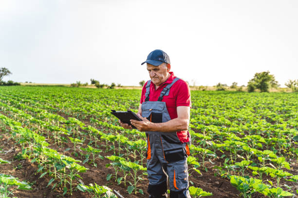 istock Farmer crouching in sunflower field and using digital tablet 1401946623