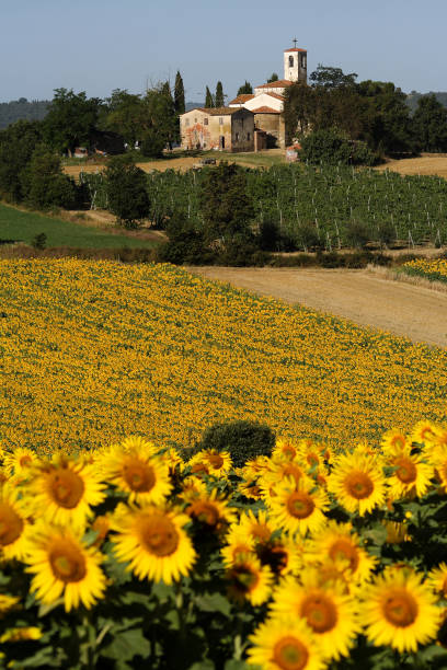 istock Fields of sunflowers. Italy 1401946899