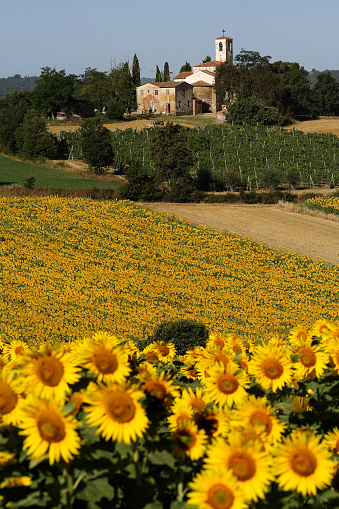 expanses of sunflower cultivation in July in Italy