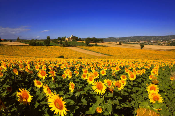expanses of sunflower cultivation in July in Italy