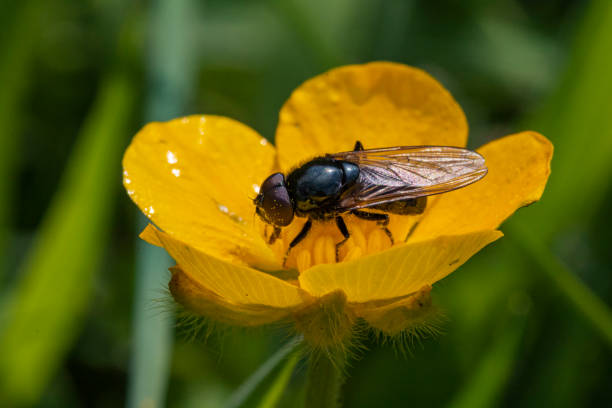 Hoverfly Feeding on Pollen from a Bright Yellow Buttercup Flower (Ranunculus repens) in a Devon Meadow. - fotografia de stock