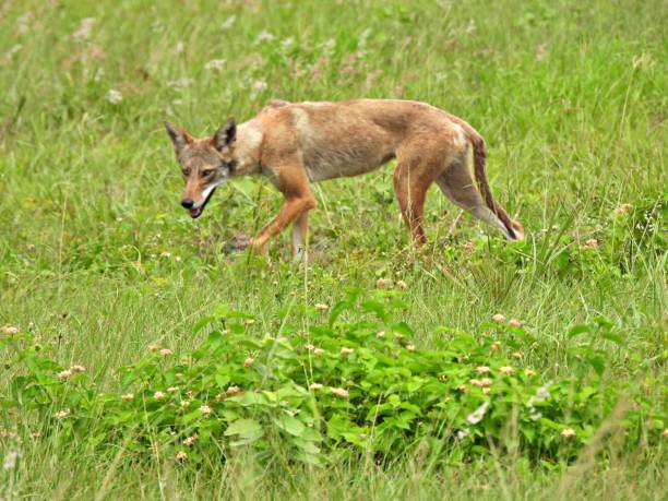 Coyote (Canis latrans) - young, walking in the grassy field