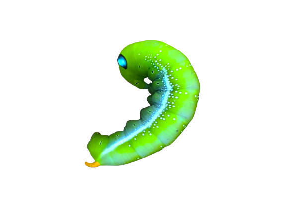 One silkworm on blue background.