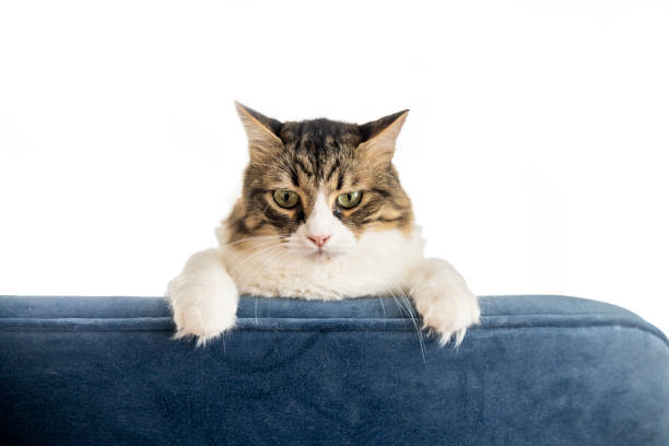 Portrait of a Norwegian Forest Cat