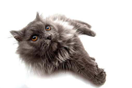 very cute blue with white Tailed Cymric aka Longhaired Manx cat kitten, sitting up side ways. Looking straight into camera with the sweetest eyes. isolated on a white background.