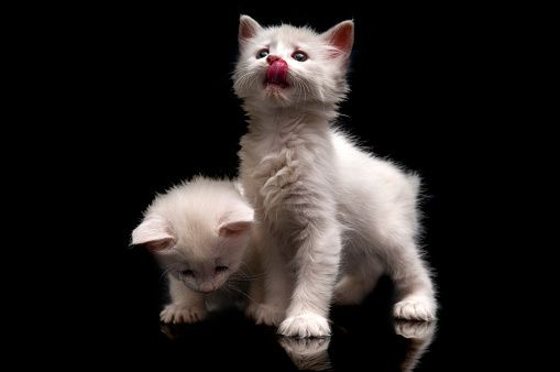 White cats on black background